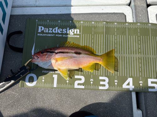 ヨコスジフエダイの釣果