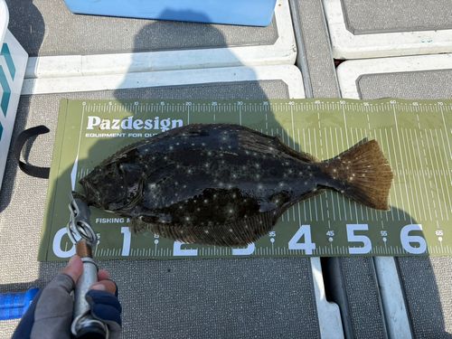 ヒラメの釣果