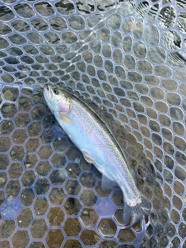 ニジマスの釣果