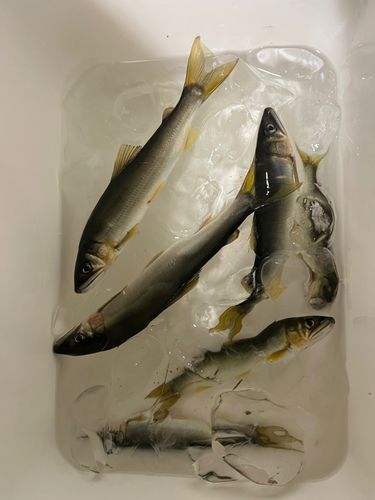 アユの釣果