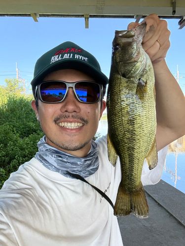 ラージマウスバスの釣果