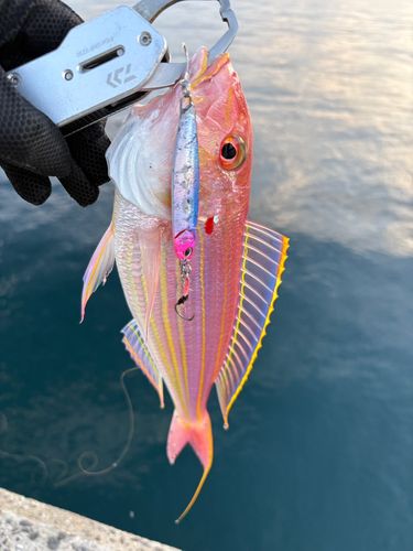 イトヨリダイの釣果