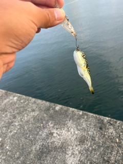 クサフグの釣果