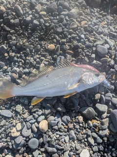 イシモチの釣果