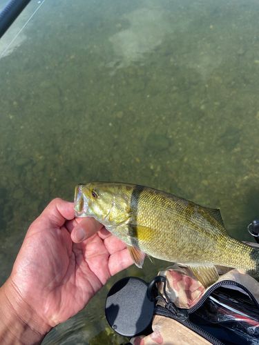 スモールマウスバスの釣果