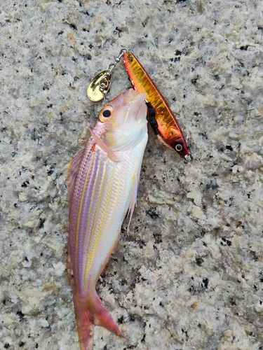 イトヨリダイの釣果