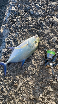 カスミアジの釣果