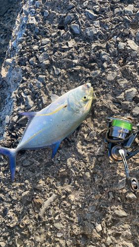 カスミアジの釣果