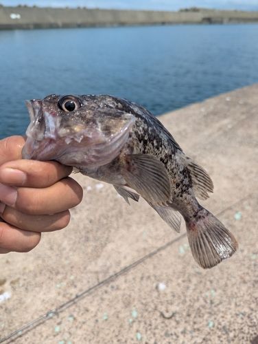 ソイの釣果