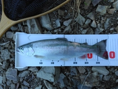 ニジマスの釣果