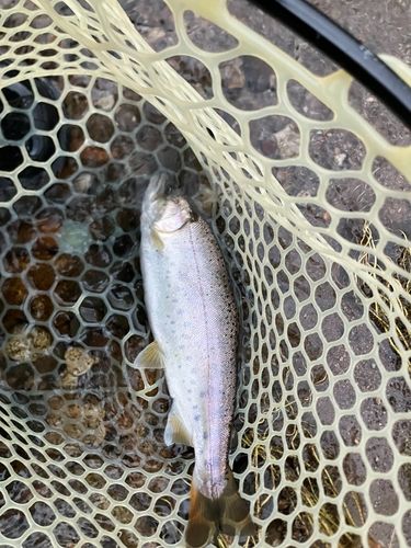 ヤマメの釣果