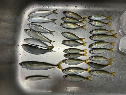 アジの釣果
