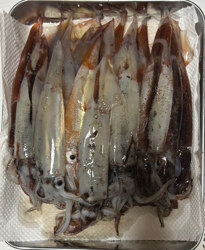 スルメイカの釣果