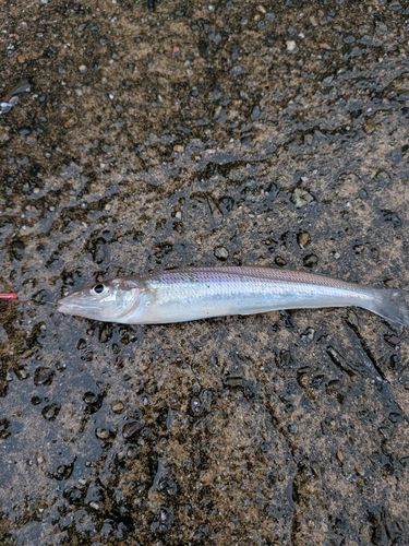 キスの釣果