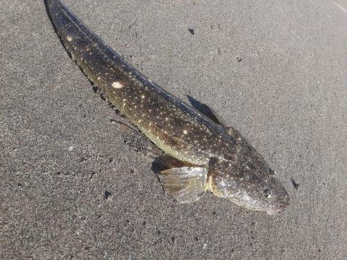 マゴチの釣果