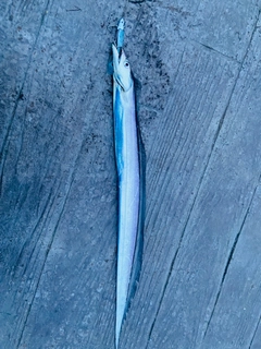 タチウオの釣果