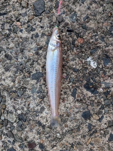 キスの釣果