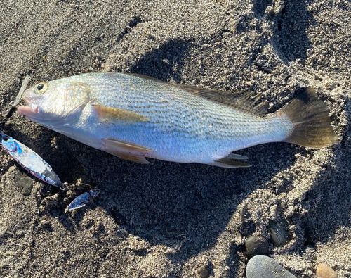 イシモチの釣果