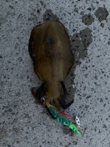 コウイカの釣果