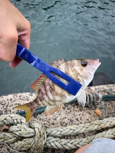 フエフキダイの釣果