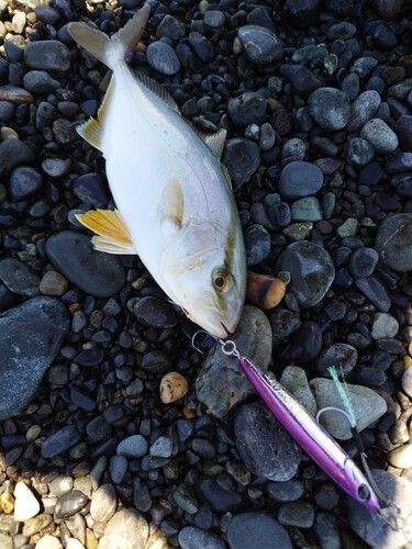 ショゴの釣果