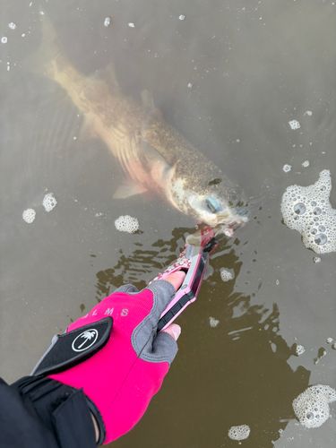 ボラの釣果
