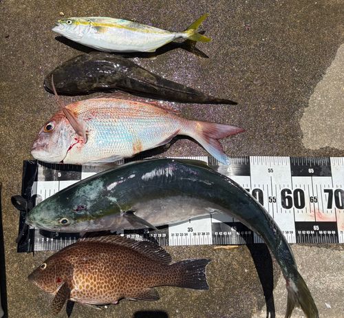イナダの釣果