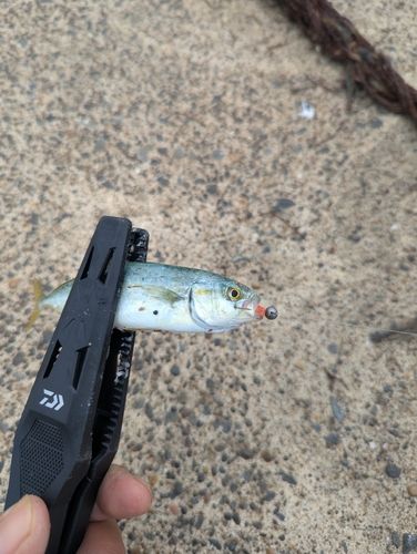 ソイの釣果