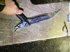 タチウオの釣果