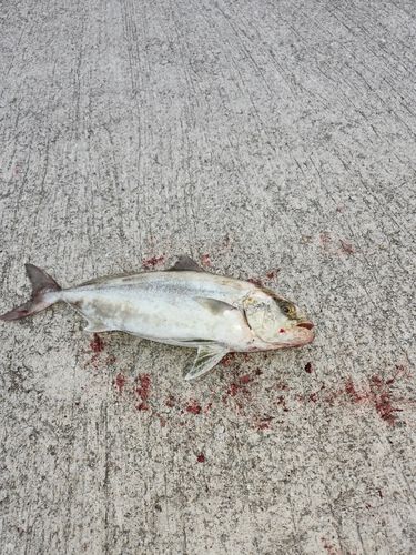 アイブリの釣果