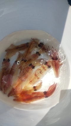 マルイカの釣果