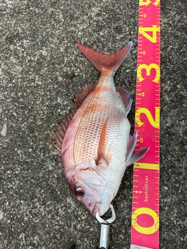 マダイの釣果