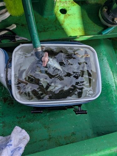 マアジの釣果