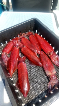 マルイカの釣果
