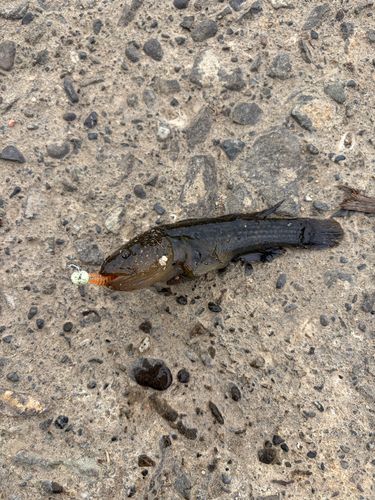 ハゼの釣果