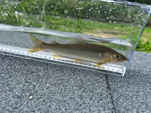 アユの釣果