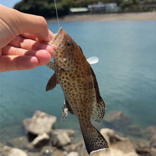 オオモンハタの釣果