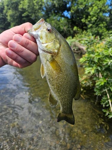 スモールマウスバスの釣果