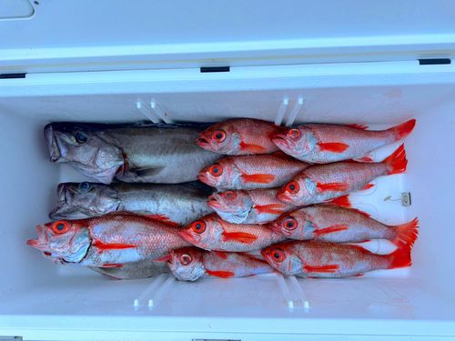 アカムツの釣果