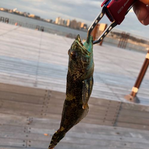 アナハゼの釣果