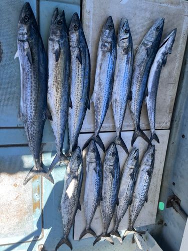 サゴシの釣果