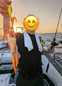 ケンサキイカの釣果
