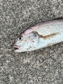 イシモチの釣果
