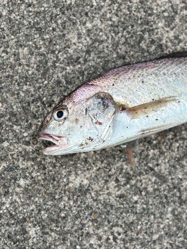 イシモチの釣果
