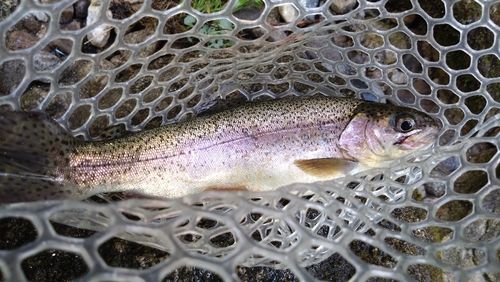 ニジマスの釣果