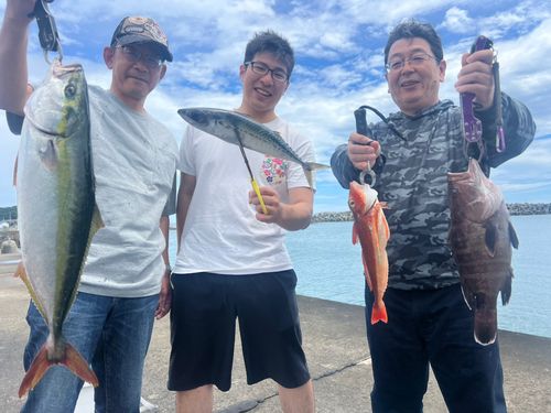 ワラサの釣果