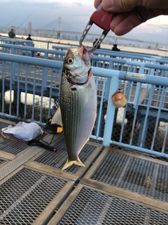 コノシロの釣果