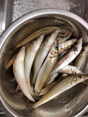 シロギスの釣果