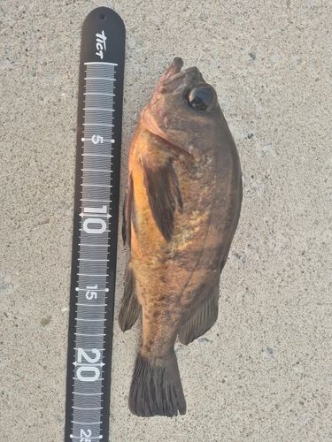 メバルの釣果