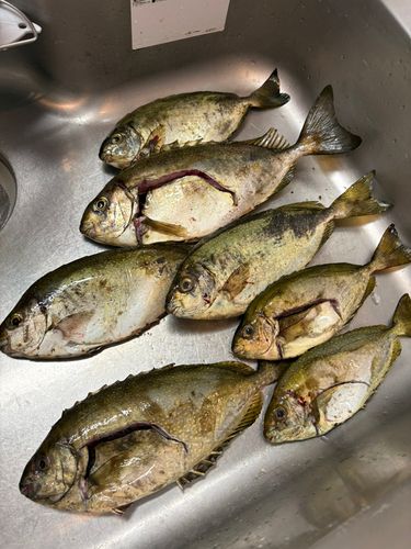 アイゴの釣果